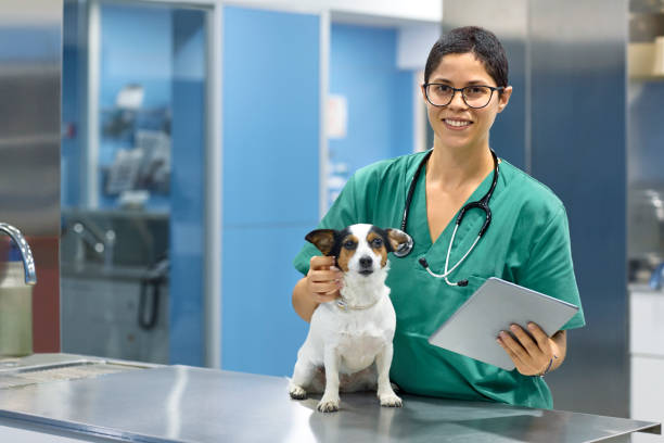 veterinary nursing diploma